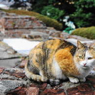 横浜山手のねこ