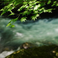 渓流の夏もみじ