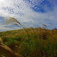 うろこ雲　IMGP0527zz