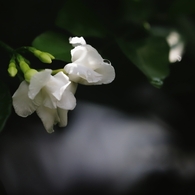  八重三友花（ヤエサンユウカ）