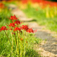 Crimson flower path