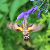 クロスキバホウジャク