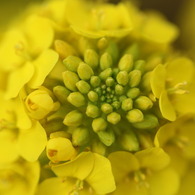 菜の花アップ