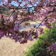 河津桜