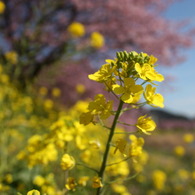 菜の花とみなみの桜