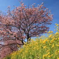 菜の花とみなみの桜の競演