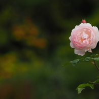 秋と薔薇