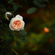 誘う薔薇