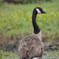 CanadaGoose