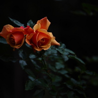 薔薇の舞