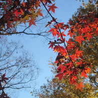 uni Autum