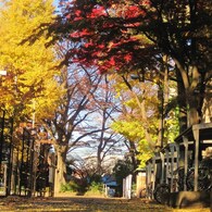 uni Autum
