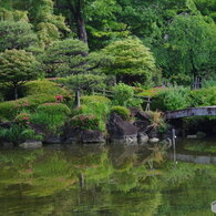 ツツジの日本庭園