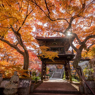 In the sunshine of autumn