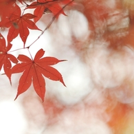 autumn for tokyoites 2021