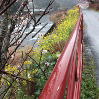 2011年　河津桜-06