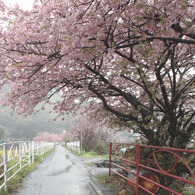 2011年　河津桜-07