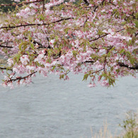 2011年　河津桜-08