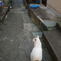 路地裏のねこ。