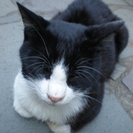 えびすねこ。
