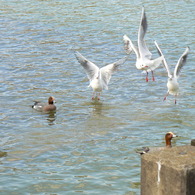 Bird Dance