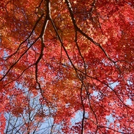 紅の空