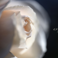 CI.French Lace