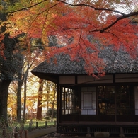 蘆花恒春園