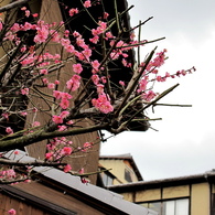京都_梅_2