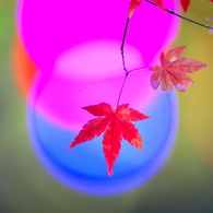 BS6T1458......SILKYPIX_DS_PRO......21121