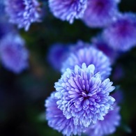 青い花