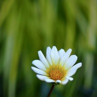 白い花