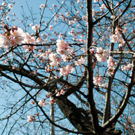 桜のはじまり