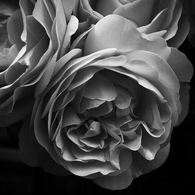 モノクロの花 2