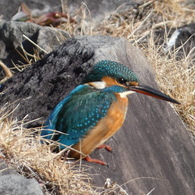 冬の里山で7(カワセミ5)