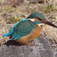 冬の里山で7(カワセミ5)