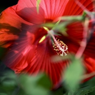 花 4