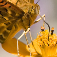 Bugs