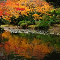 水面の紅葉