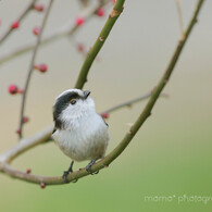 春待ち顔♪。.:＊・゜
