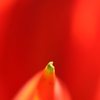 IMG_0098