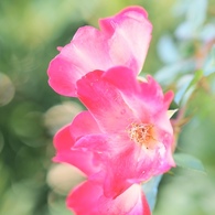 赤い花を淡く撮ってみました
