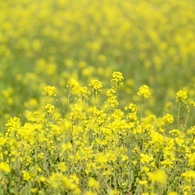 SPRING YELLOW 1