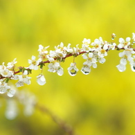 春雨やなぎ