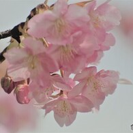 櫻便り～ⅳ