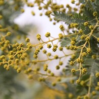 春の青空に咲くからね