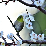 花粉まみれ