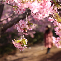 河津桜満開②