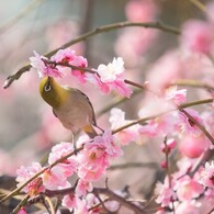 『KISS OF LIFE』♪♪