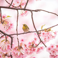 籠の中の鳥